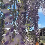 Trullo La Glycine